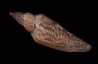 藏品(鶉法螺)的圖片